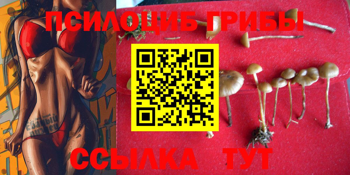Псилоцибиновые грибы Psilocybe Красноуфимск